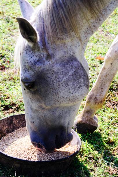 istock white quarter horse eating from a food bowl while standing on green grass 882666848