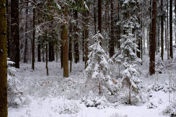 istock Winter wonderland with fir trees. 882667222