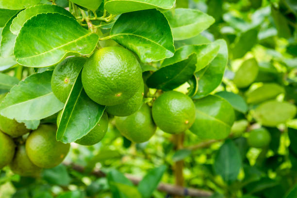 istock Fresh green lemon limes on tree in organic garden 882667440