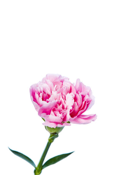 istock carnation flower isolated on white background 882676502