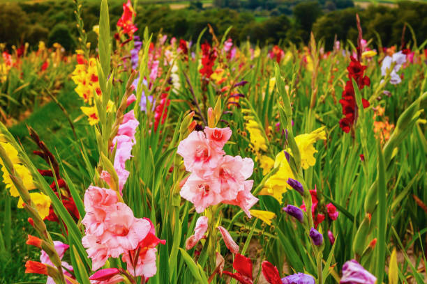 gladíolo no campo grande flor de sol dourado - gladiolus - fotografias e filmes do acervo