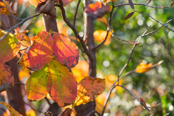 istock Japanese stewartia (Stewartia pseudocamellia) red autumn leaves 882690548