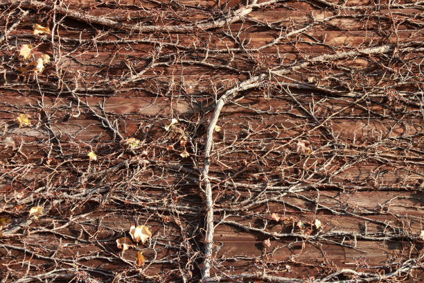 istock The dry climber tree climbed on the wooden wall. 882693342