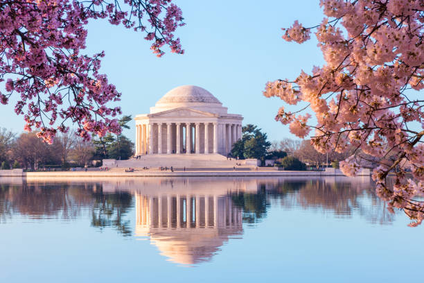 Beautiful early morning Jefferson Memorial with cherry blossoms Sun rising illuminates the Jefferson Memorial and Tidal Basin. The bright pink cherry blossoms frame the monument in Washington DC during the annual cherry blossom festival monument stock pictures, royalty-free photos & images