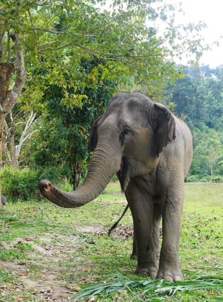 istock Eating happy elephant in Thailand on a farm 882707974