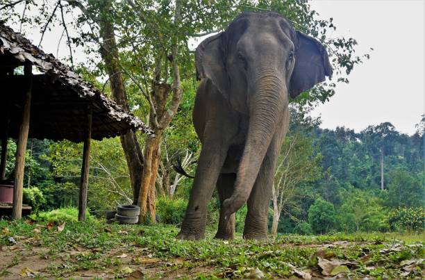 istock Eating happy elephant in Thailand on a farm 882708034