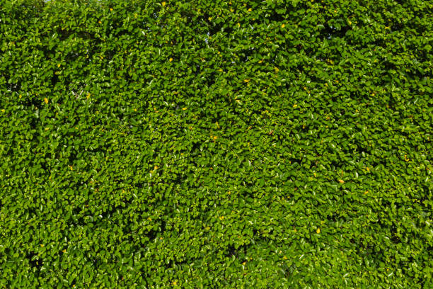 istock Nature green leaf background and textured, Leaves wall for backdrop, Green leaf in nature for backdrop 882708346