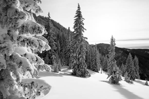 istock Winter Landscape with Frosted Trees 882717724