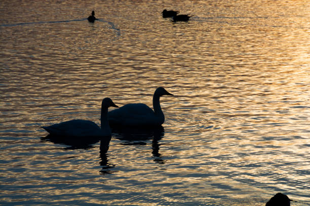 istock Good swan on floating on the lake 882720118