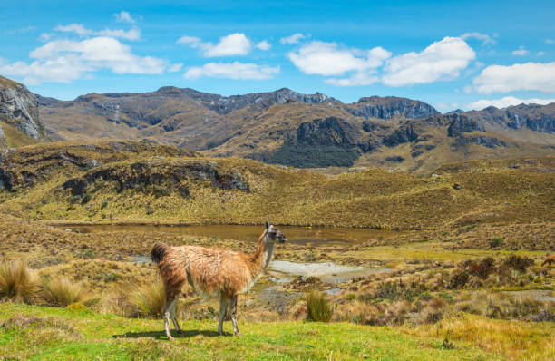 istock Llama in Cajas National Park 882728974