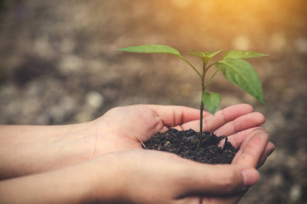 istock Hands holding soil and small tree to grow with blur background 882729996
