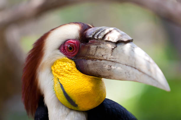 istock Rhyticeros undulatus - Hornbill 882734370