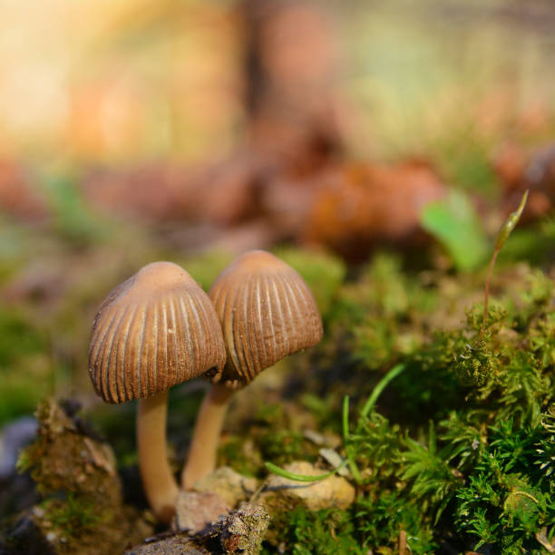 istock umbrella auricoma mushroom 882739372
