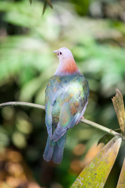istock Tropical dove - Columbidae 882742822