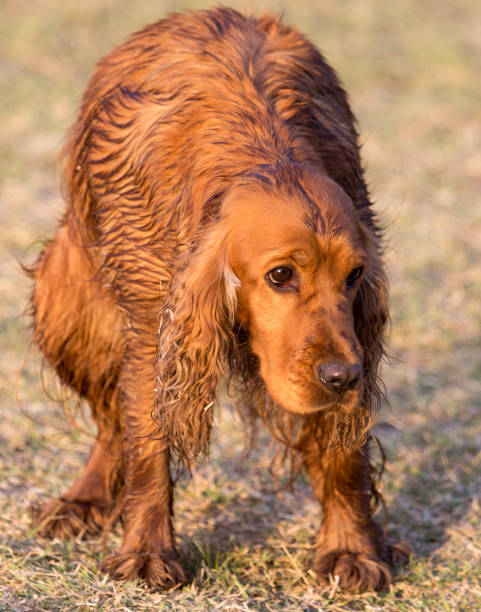 istock red dog on the nature 882750674