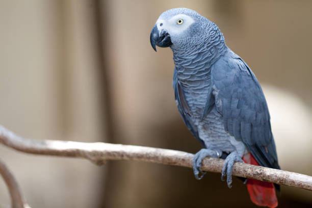 灰色のオウムを話す - african grey parrot ストックフォトと画像