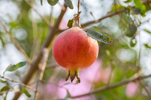 One pomegranate raw hanging limb tree