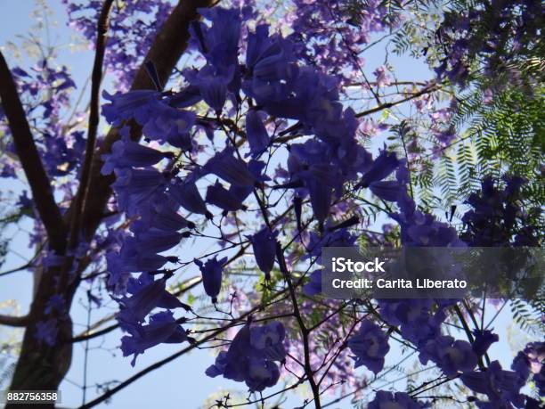 Jacaranda Branches Flowers Stock Photo - Download Image Now - Beauty, Bignonia, Bignoniaceae