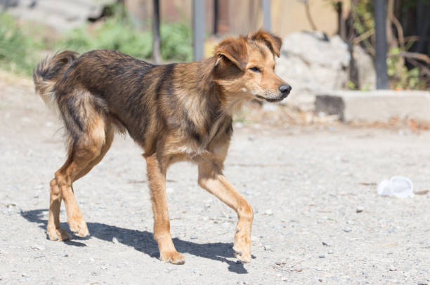 istock dog on the nature 882765832