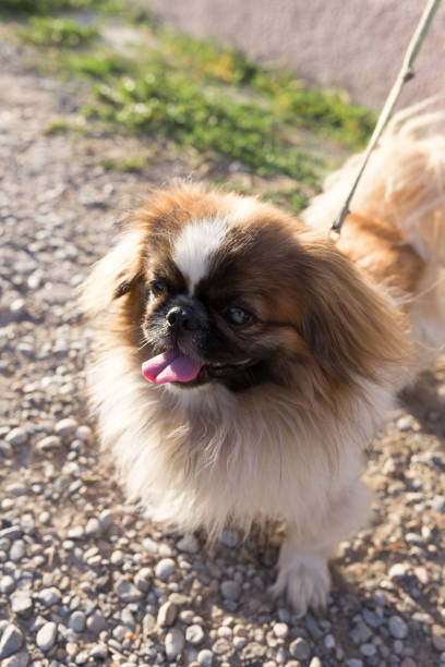 istock dog on the nature 882766078