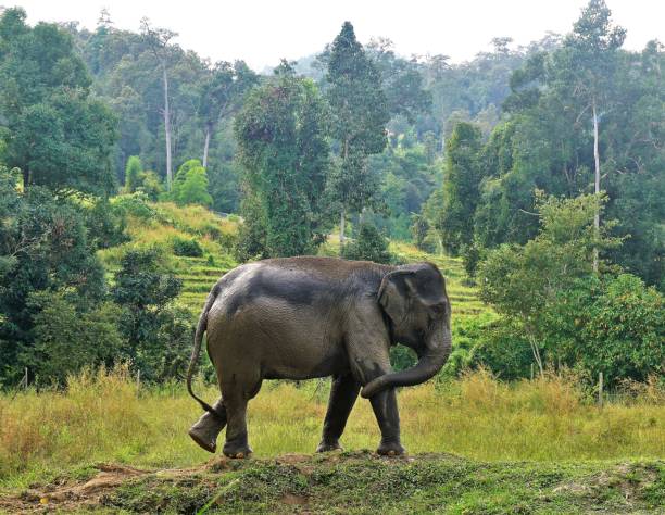 istock Elephant grey big in jungle in Thailand posing 882766326