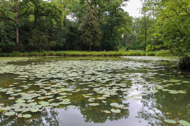 Yellow water lilies in park pond. Villa Sorra, Castelfranco Emilia, Modena, Italy