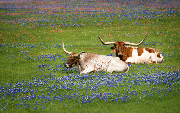 istock Texas longhorn cattle in bluebonnets 882776888
