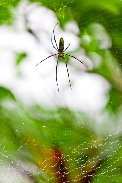 istock Nephila maculata - Nephila pilipes 882795716