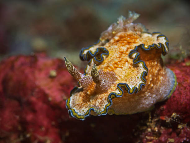 istock Girdled Glossodoris, Blaurand-Sternschnecke (Glossodoris cincta) 882796024