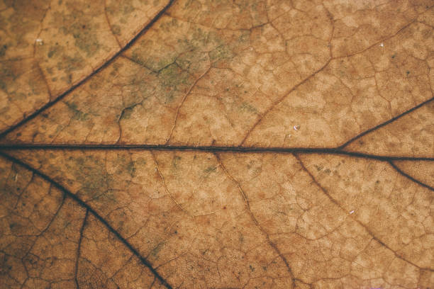 Brown leaf texture and background. Macro view of leaf texture. Organic and natural pattern. Abstract texture and background for designers. Dry leaves background. Close up of brown leaf texture. Organic leaf macro view texture and background for designers and graphic design.