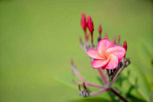 istock pink Plumeria on green background 882809576