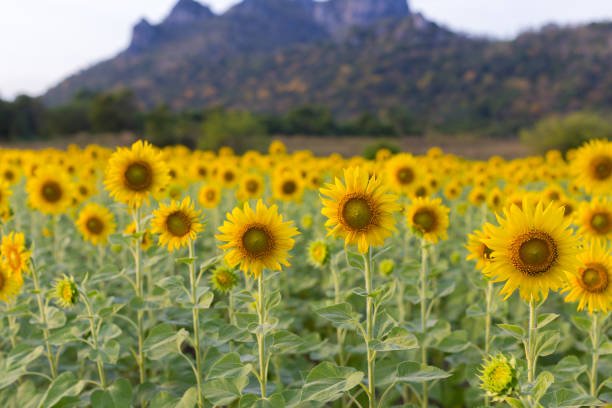 istock Sunflower field landscape 882810478
