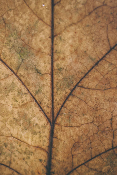 istock Brown leaf texture and background. Macro view of dry leaf texture. Organic and natural pattern. Abstract texture and background for designers. Dry leaves background. Close up of brown leaf texture. 882812626