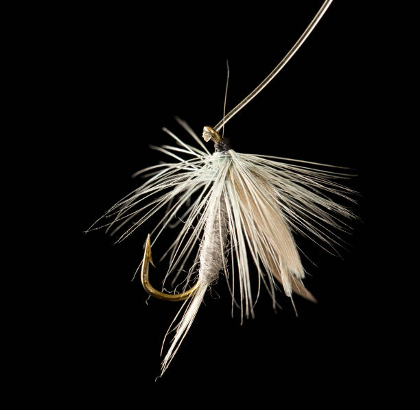 istock fly to catch fish on a black background 882812816