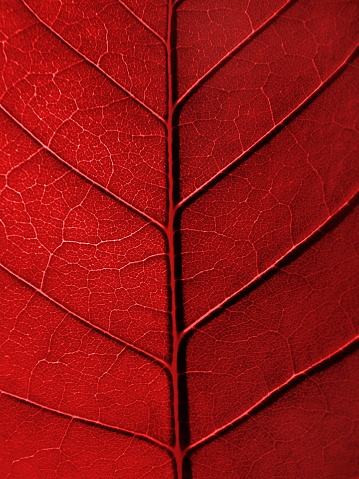 close-up of red leaf texture