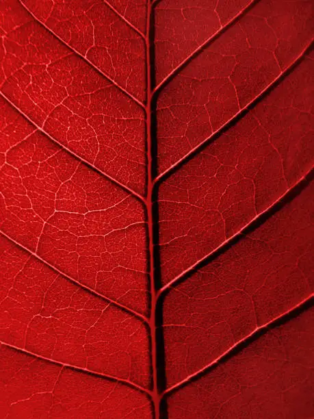 Photo of red leaf texture