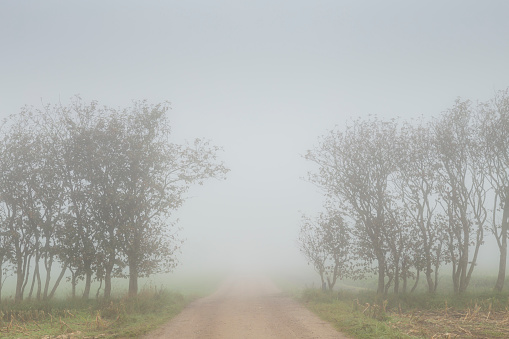 A path with trees and fields in foggy morning