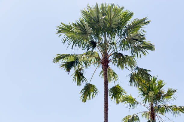 istock Palm trees in the blue sunny sky 882824812