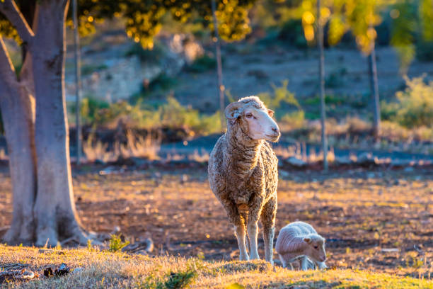 istock Ewe and its lamb by its side in the Karoo 882830176
