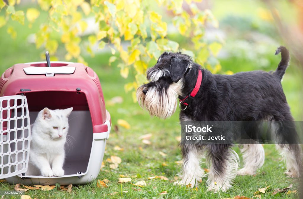 Petit chat transporteur et chien sur l’herbe dans le parc - Photo de Chat domestique libre de droits