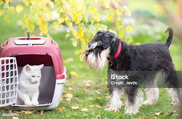 Photo libre de droit de Petit Chat Transporteur Et Chien Sur Lherbe Dans Le Parc banque d'images et plus d'images libres de droit de Chat domestique