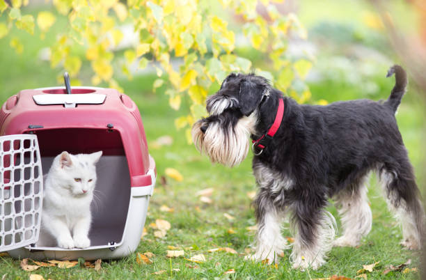 Small cat in carrier and dog on grass in park
