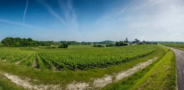 Grape vines in the spring campaign in Fronsac, Bordeaux, France. Morning view of the vineyards in bordeaux This image is GPS tagged