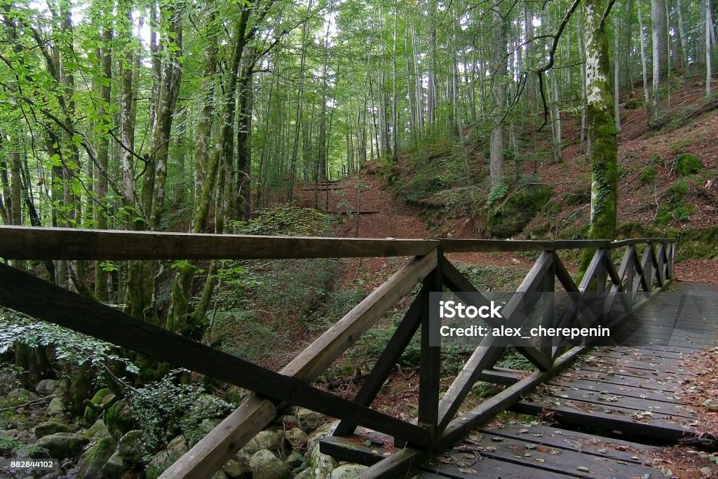 Wooden bridge in the forest near Vizzavona station, trekking route GR20, Corsica Forest Stock Photo