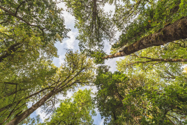 istock Canopy of Summer Trees 882847790