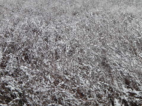 Texture of winter forest plants on a background