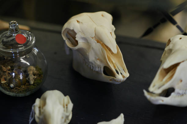 istock The skull is nature's sculpture 882856378