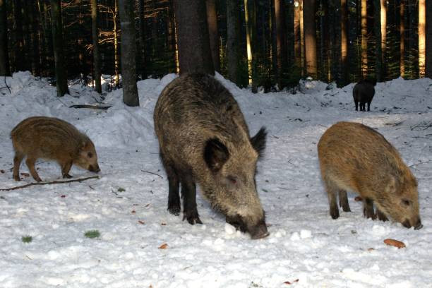 istock Female wild boar with young 882861234