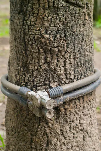 A pair of bicycle locks were forgotten at the base of a tree in a public park making it difficult to locate.