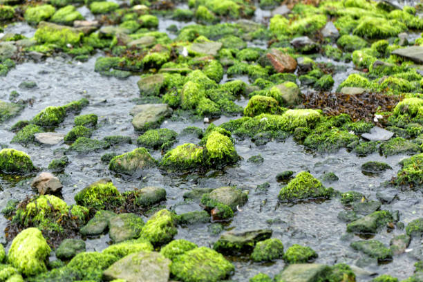 Green algae cover of stones at a beach during low tide.